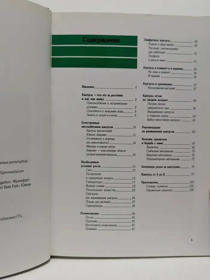 Кактусы в нашем доме