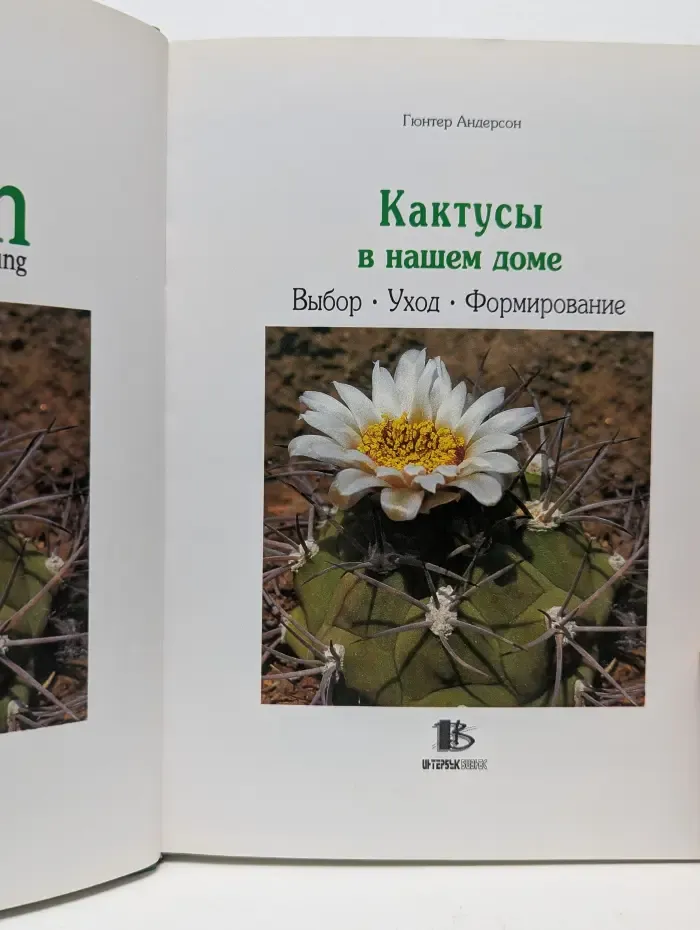 Кактусы в нашем доме