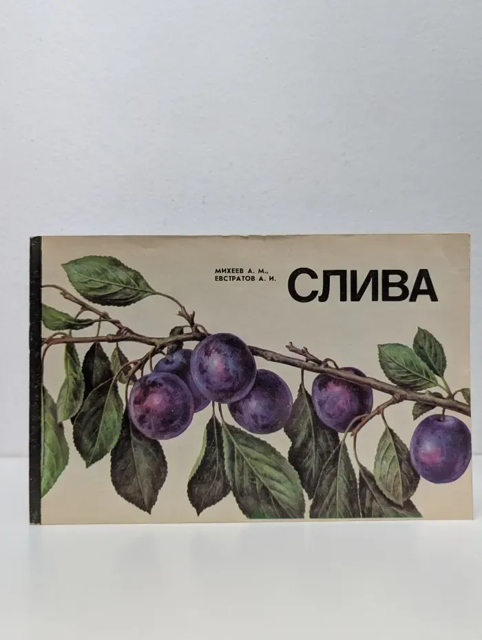 Слива