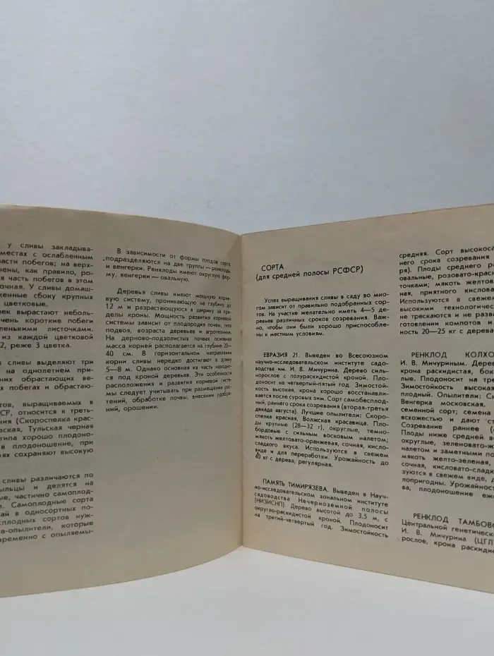 Слива