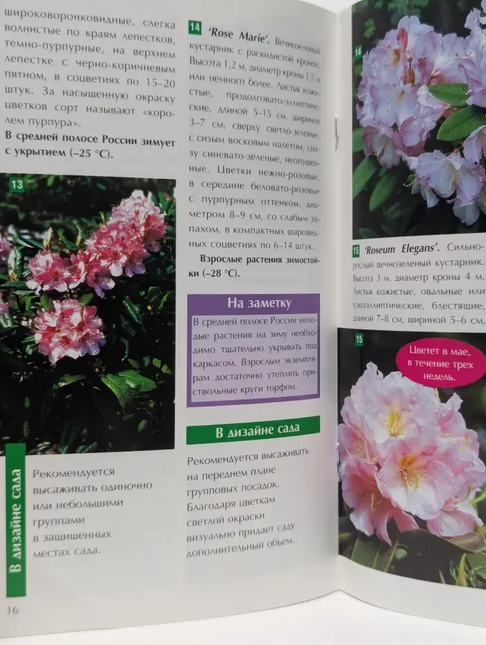 Школа садовника. Рододендроны в вашем саду