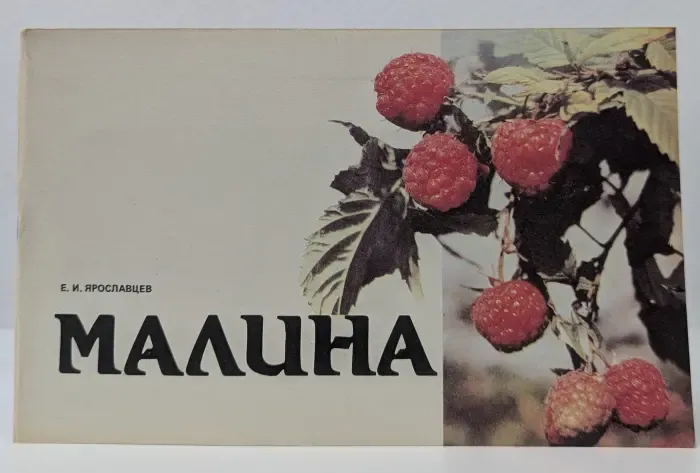 Малина