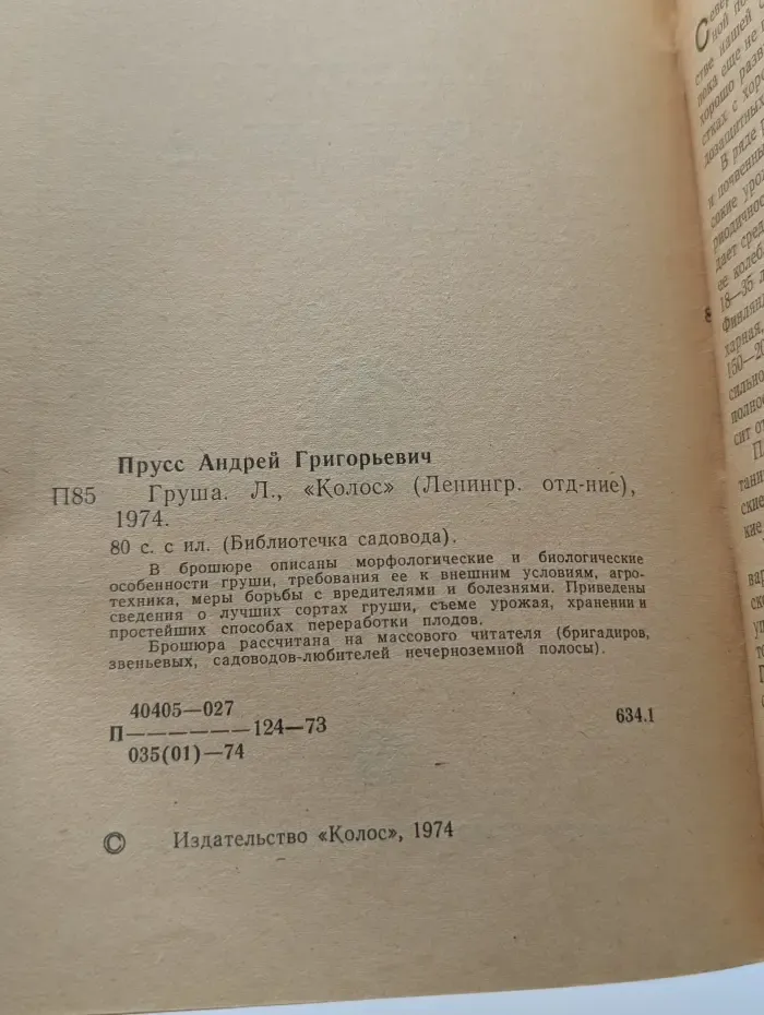 Груша