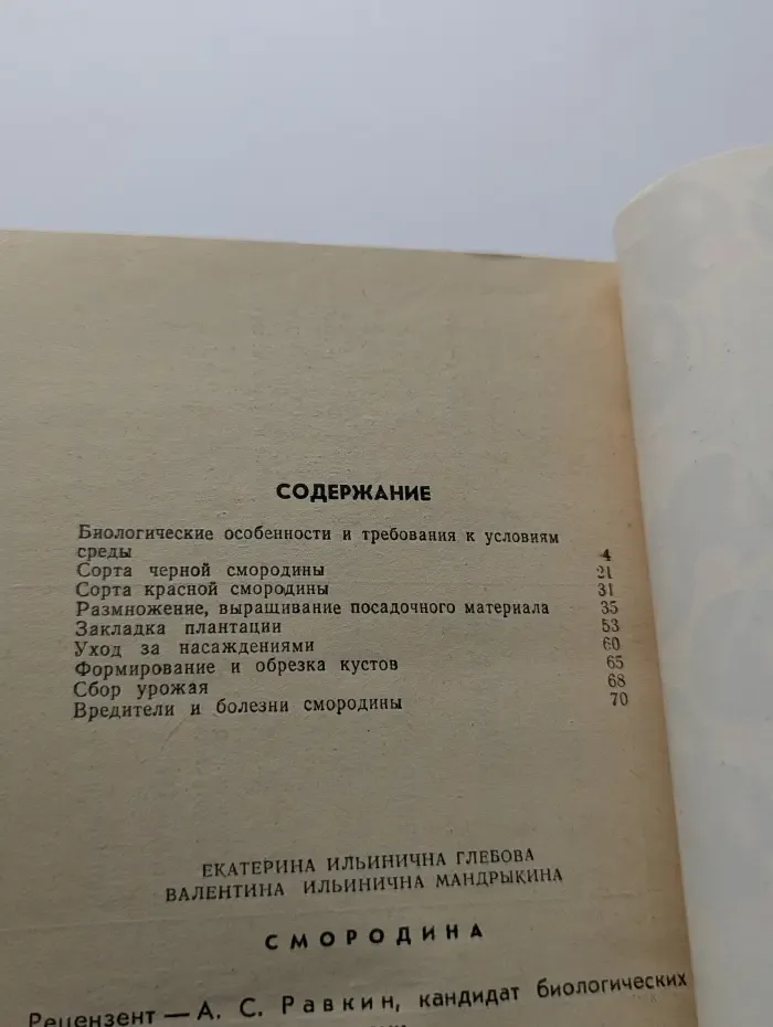 Смородина