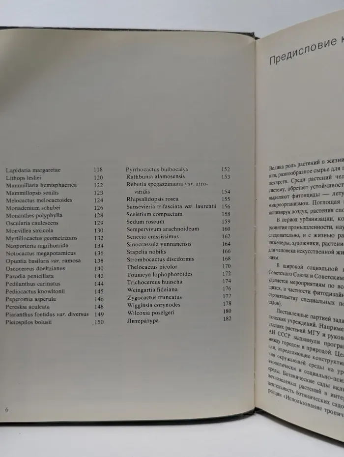 Кактусы