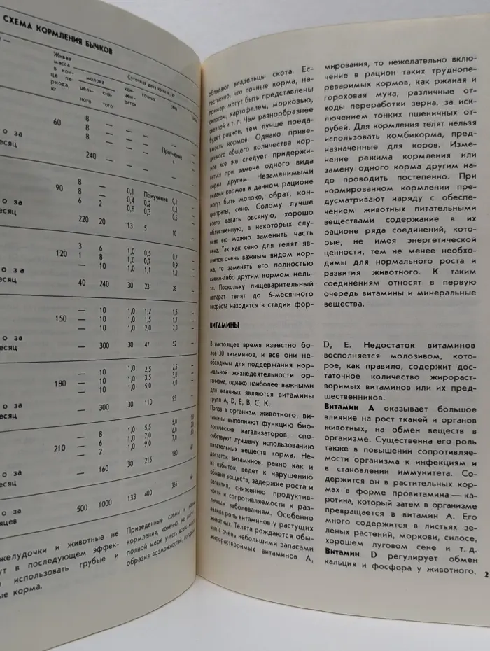 Выращивание телёнка