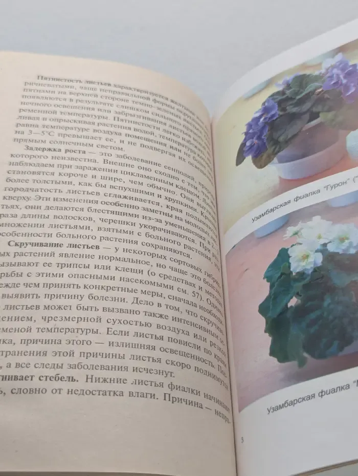 Узамбарская фиалка