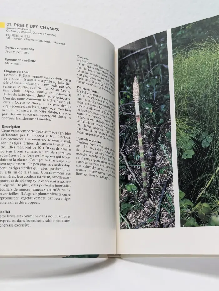Plantes sauvages comestibles