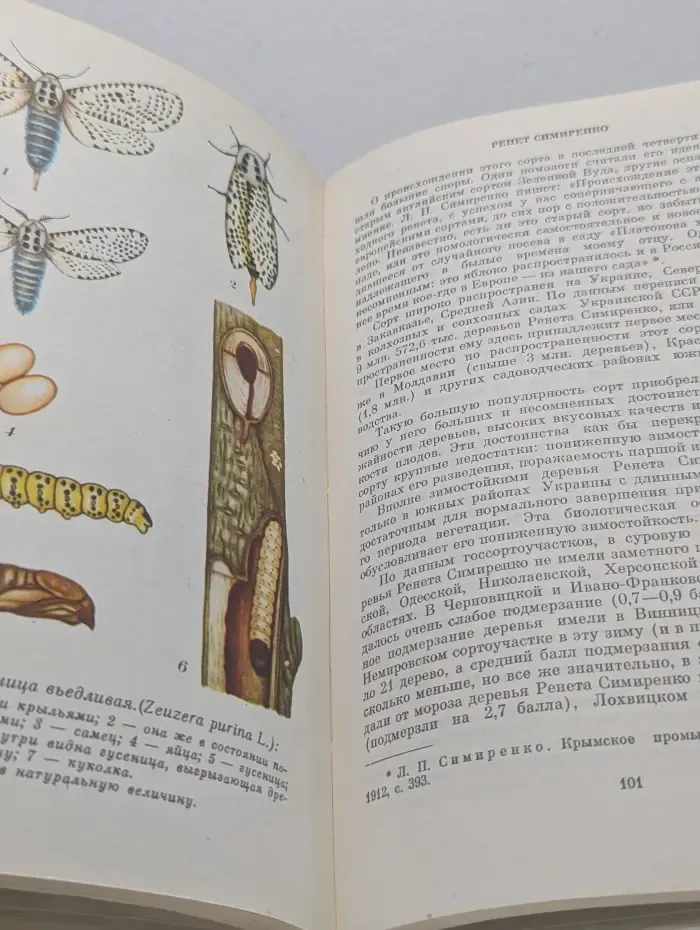Яблоня. Сорта и агротехника