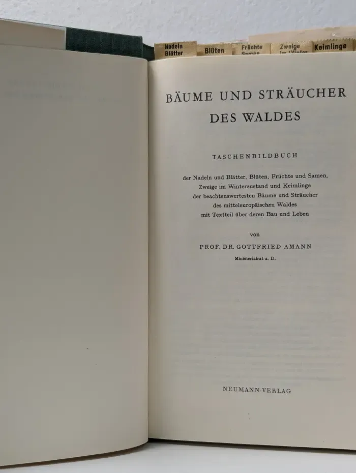 Baume und Straucher des Waldes. Деревья и кустарники леса