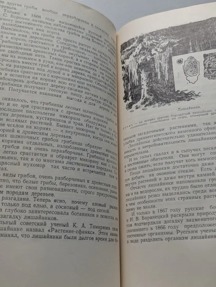Грибная быль