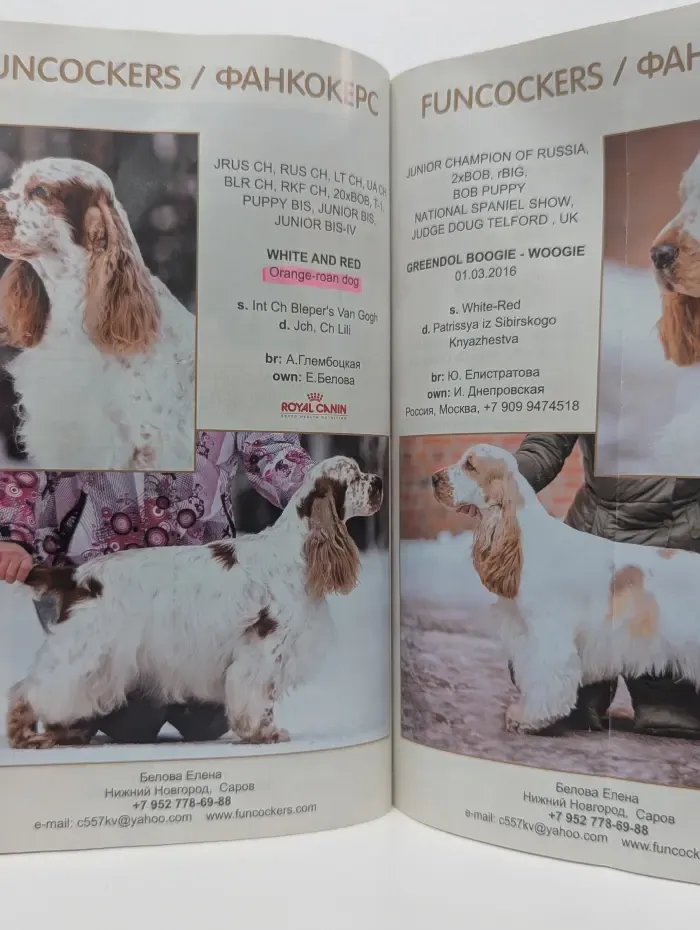 Наши спаниели. Our Spaniels