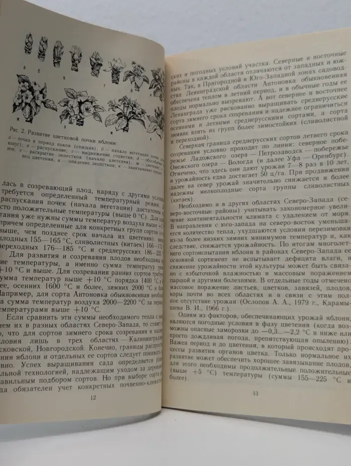 Яблоневый сад