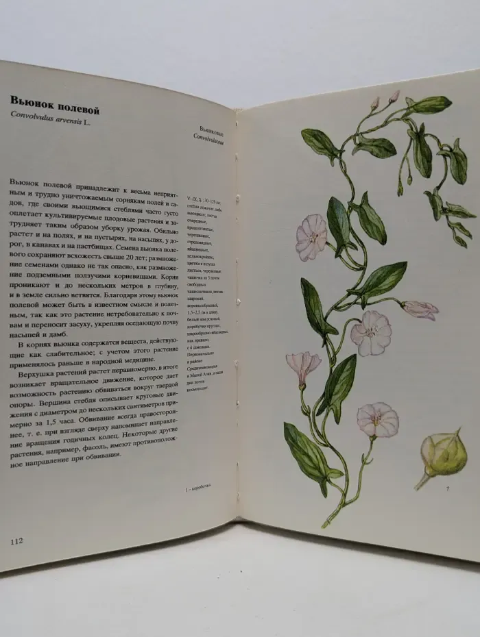 Растения полей и лесов