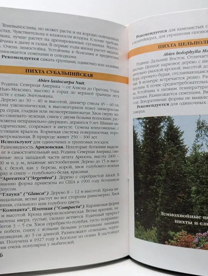 Хвойные растения в вашем саду