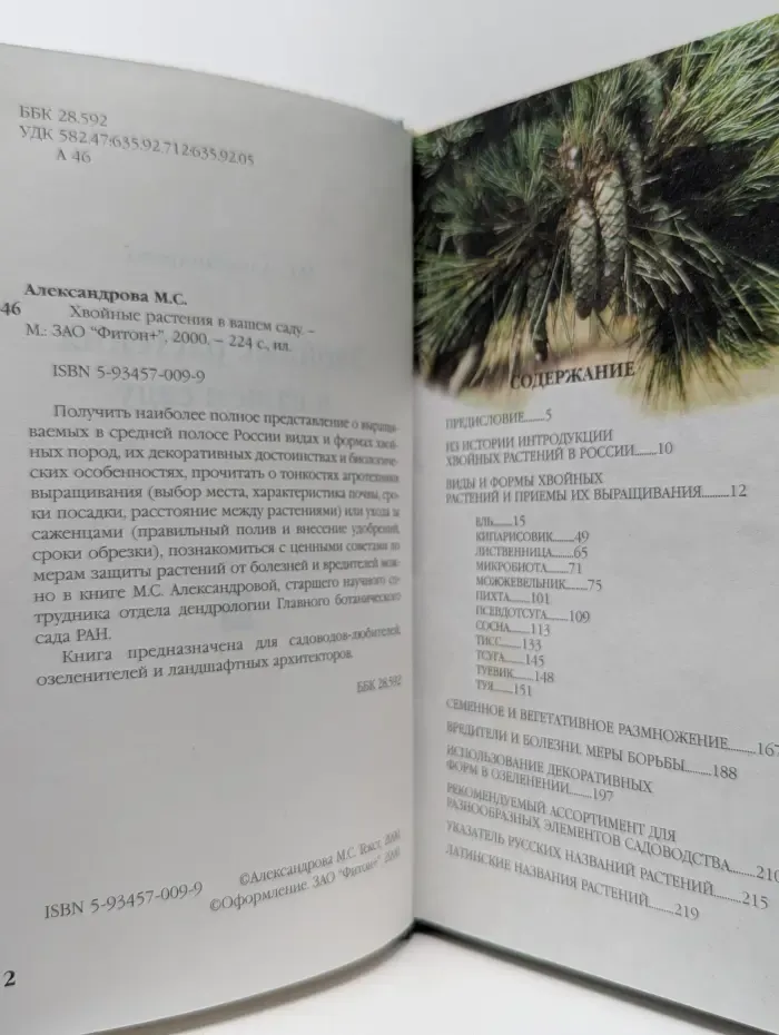 Хвойные растения в вашем саду