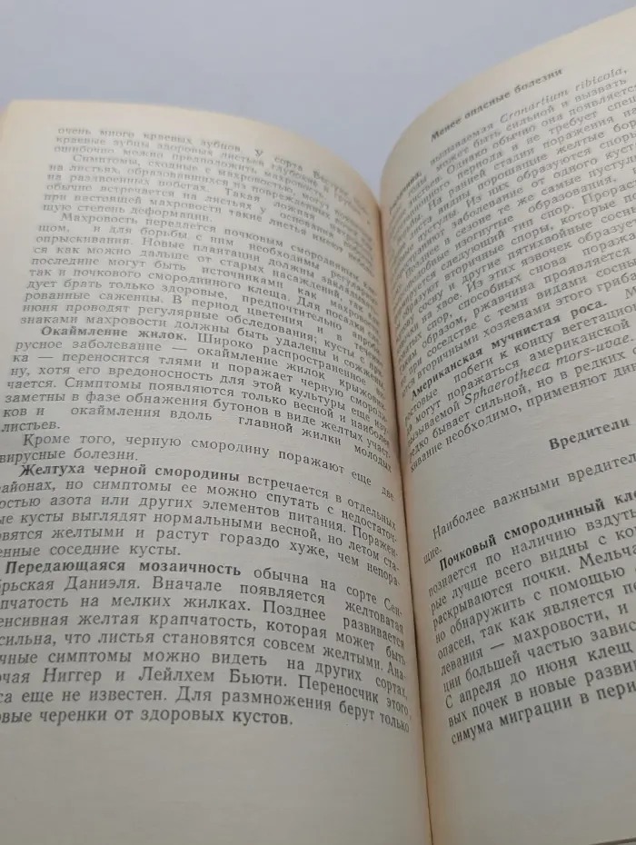 Ягодные кустарники