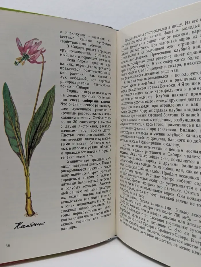 Эврика. Лесной огород