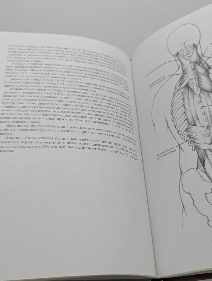 Классическая библиотека художника. Рисунок. Техника рисования фигуры человека