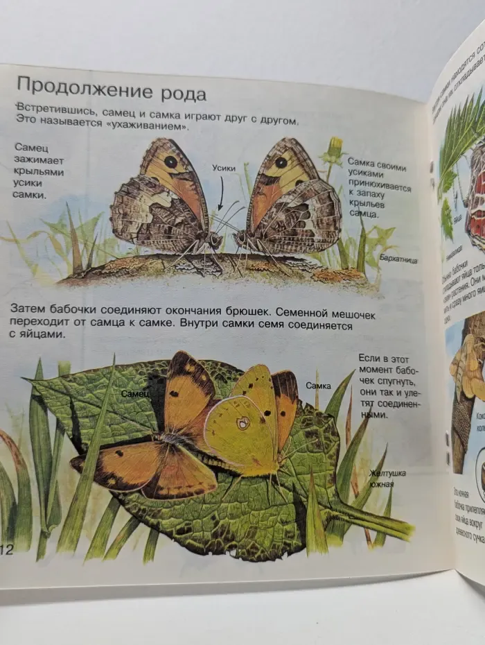 Моя первая книга о природе. Бабочки