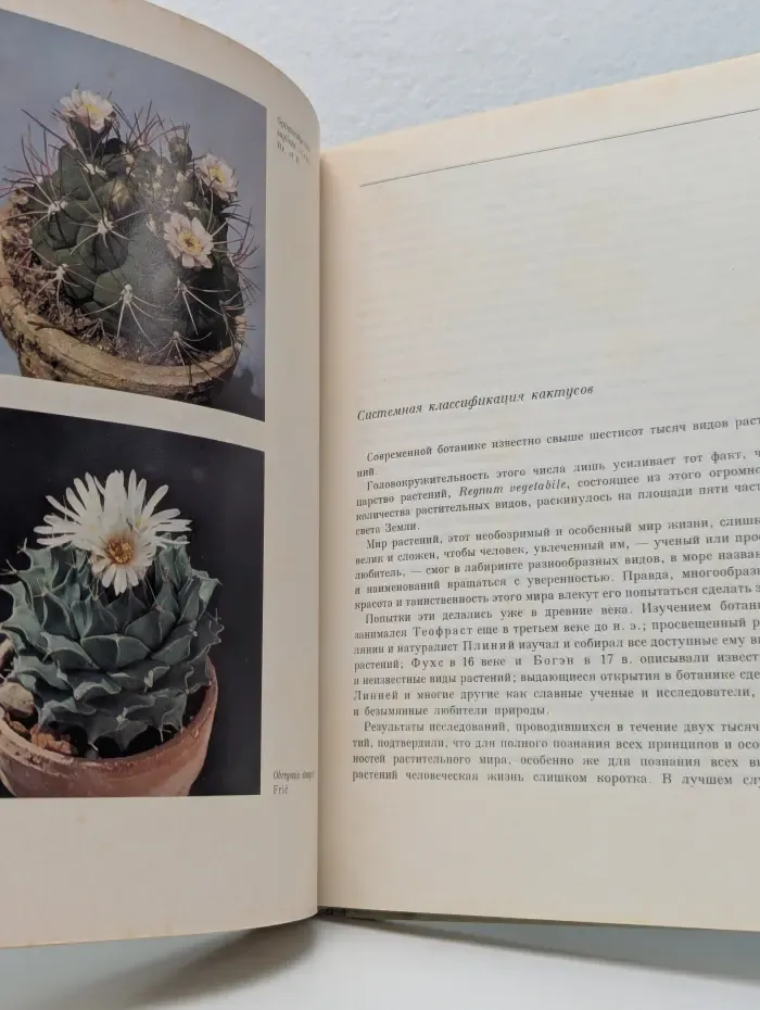 Колючее чудо