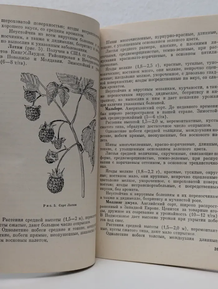 Малина