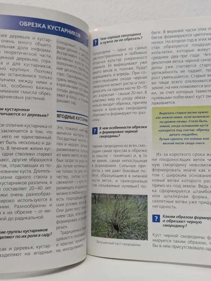 Всё об обрезке деревьев и кустарников. Вопросы и ответы