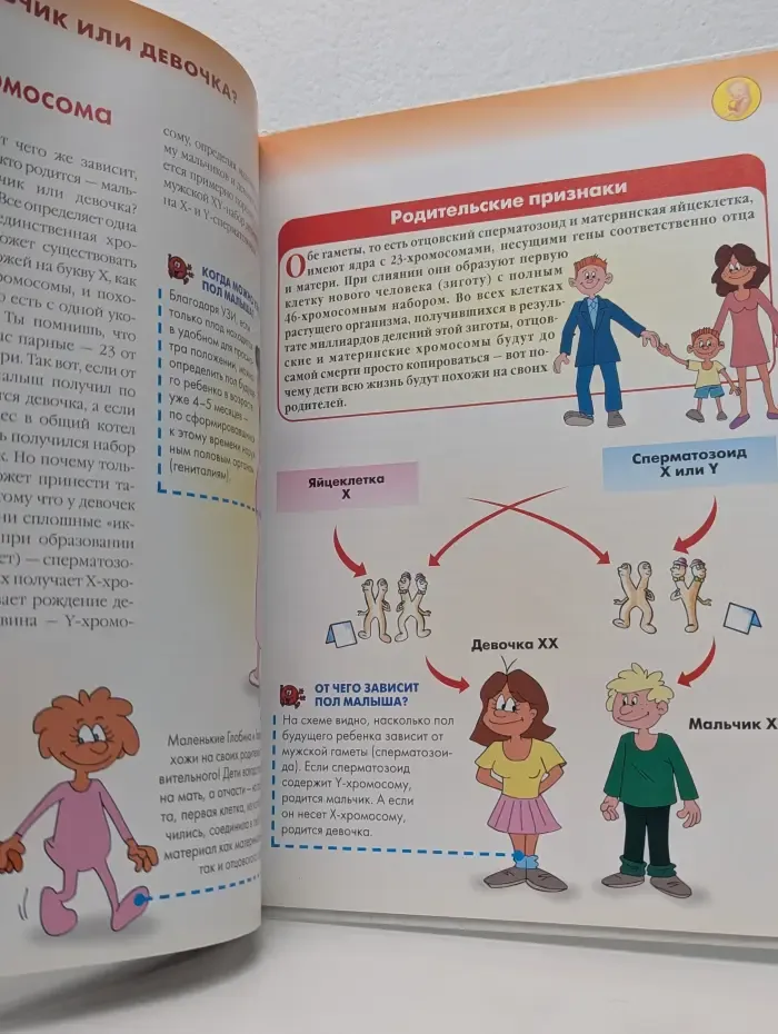 Как устроено тело человека. Выпуск № 48/2007. Новая жизнь. Часть 2