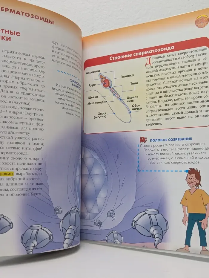Как устроено тело человека. Выпуск № 46/2007. Сексуальность