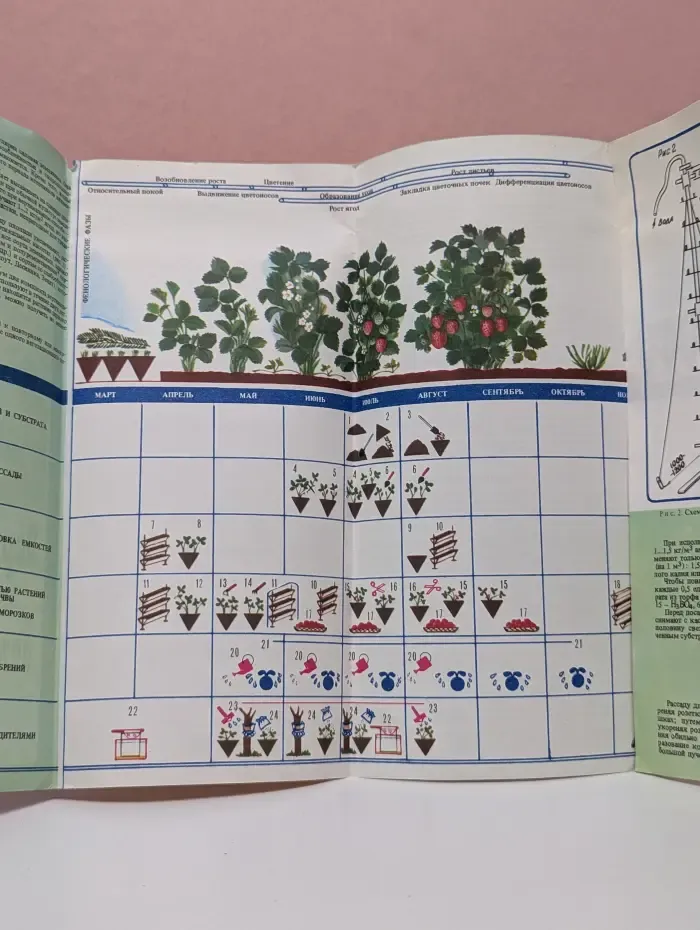 Вертикальная культура земляники