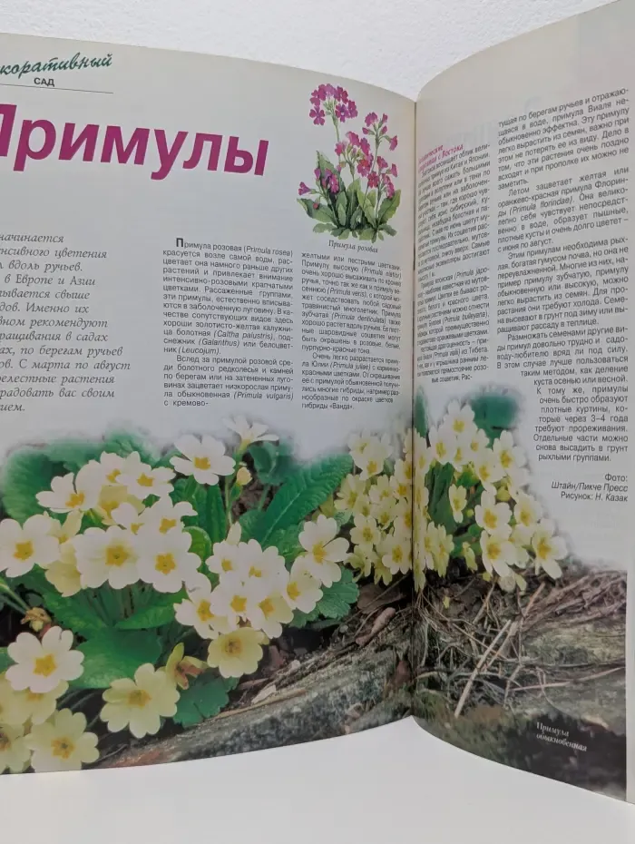Флора. Выпуск № 1/1997