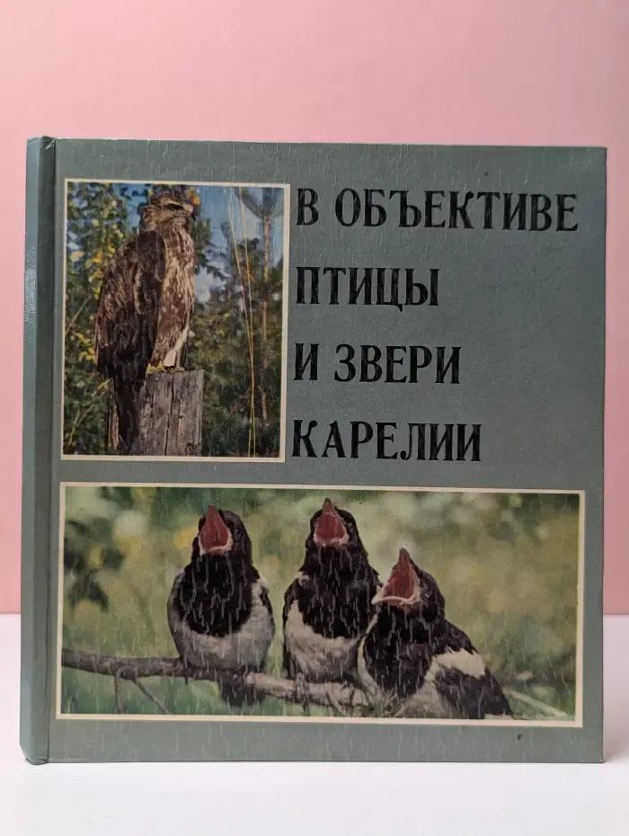 В объективе птицы и звери Карелии