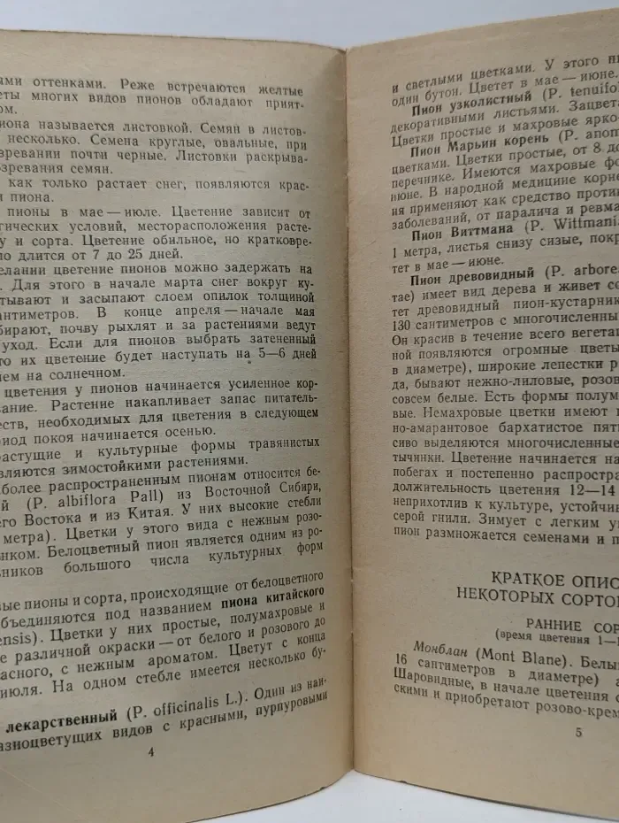 Пионы