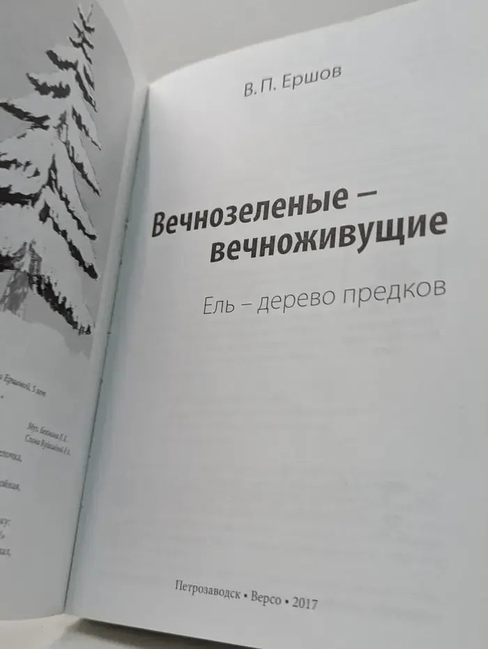 Вечнозеленые - вечноживущие. Ель - дерево предков