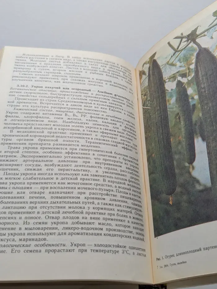 Целебные овощные растения