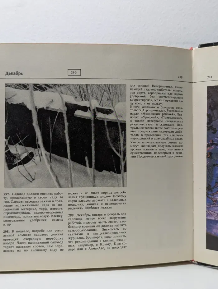 Приусадебный сад