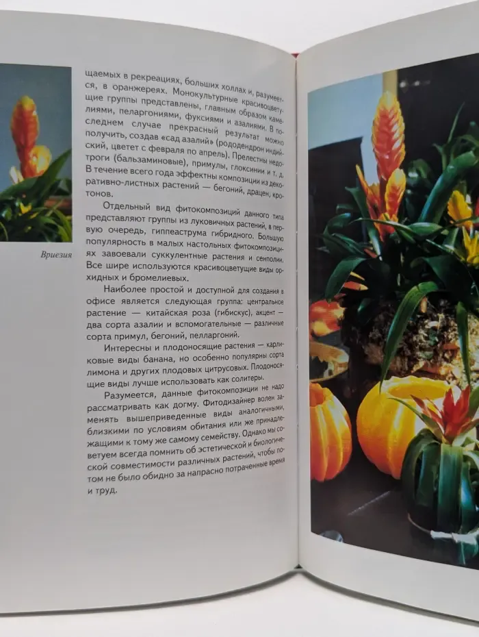 Здоровье дарят комнатные растения