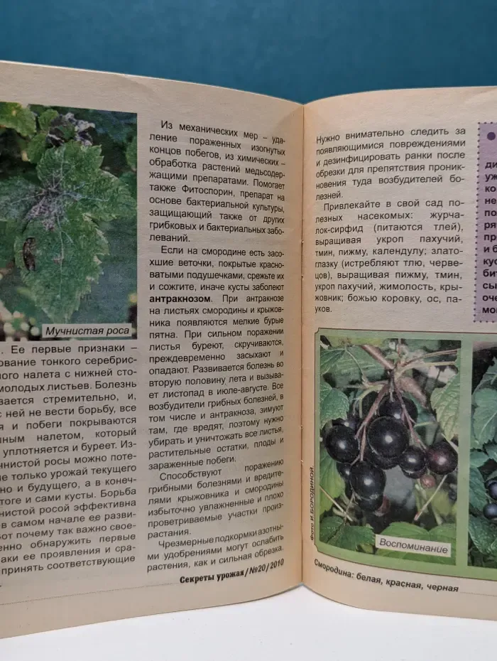 Секреты урожая. Смородина. Белая, красная, черная