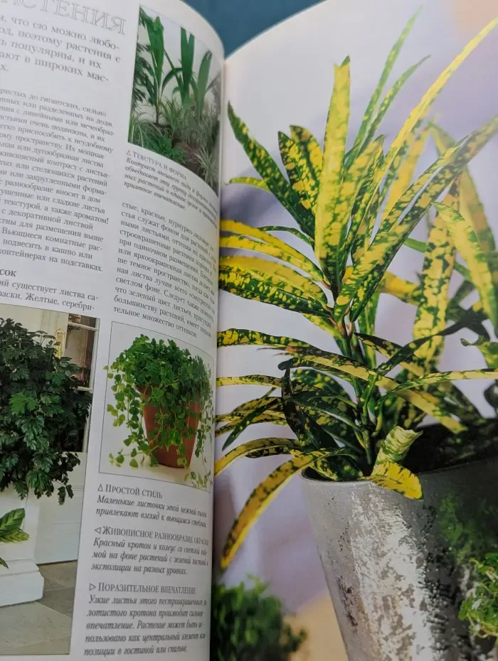 Комнатные растения