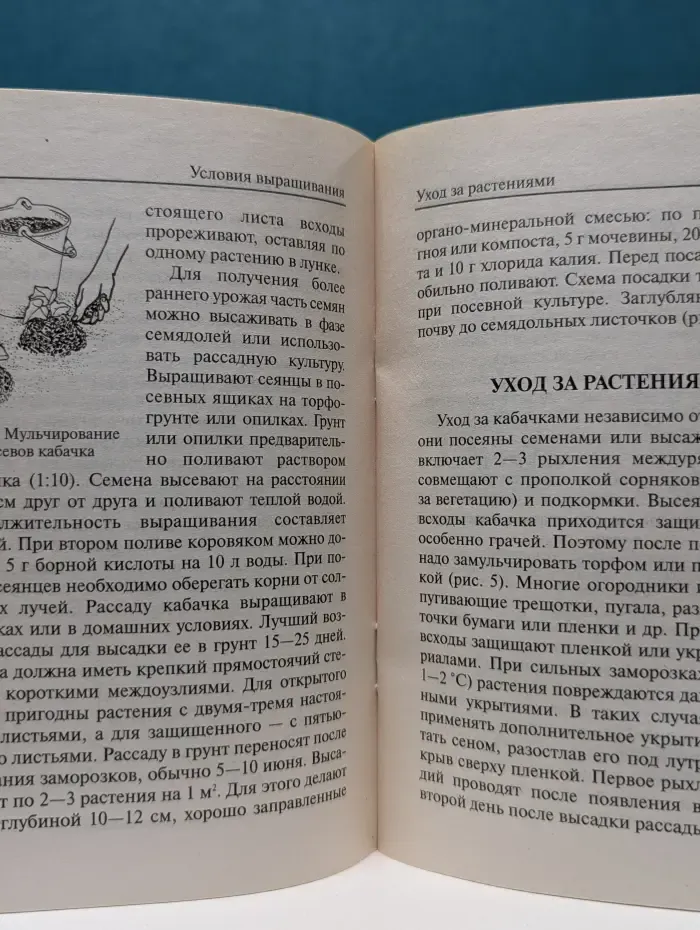 Посади сам. Кабачок