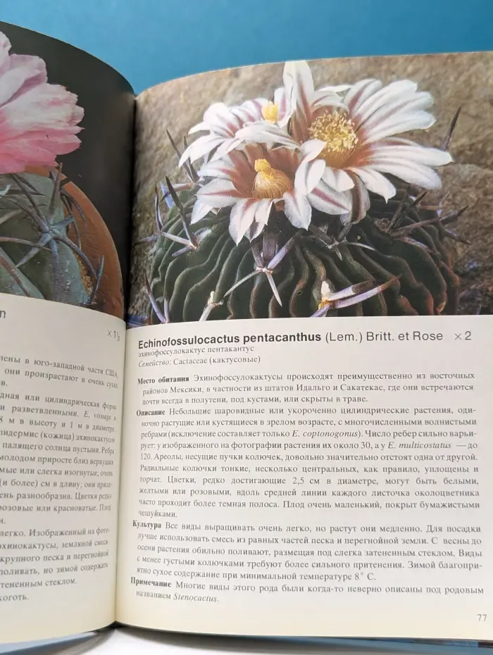 Кактусы