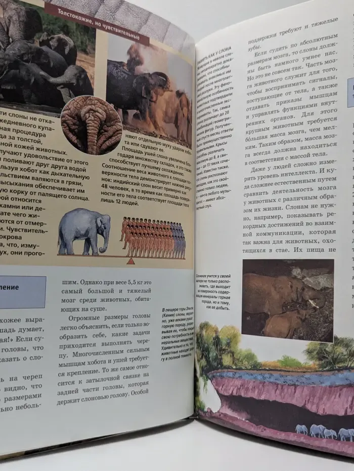 Зачем и почему. Слоны