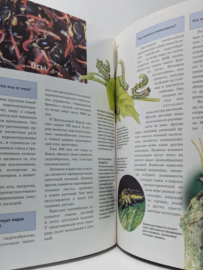 Зачем и почему. Пчелы, осы и муравьи