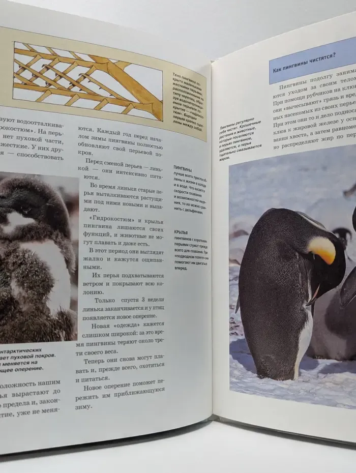 Зачем и почему. Пингвины