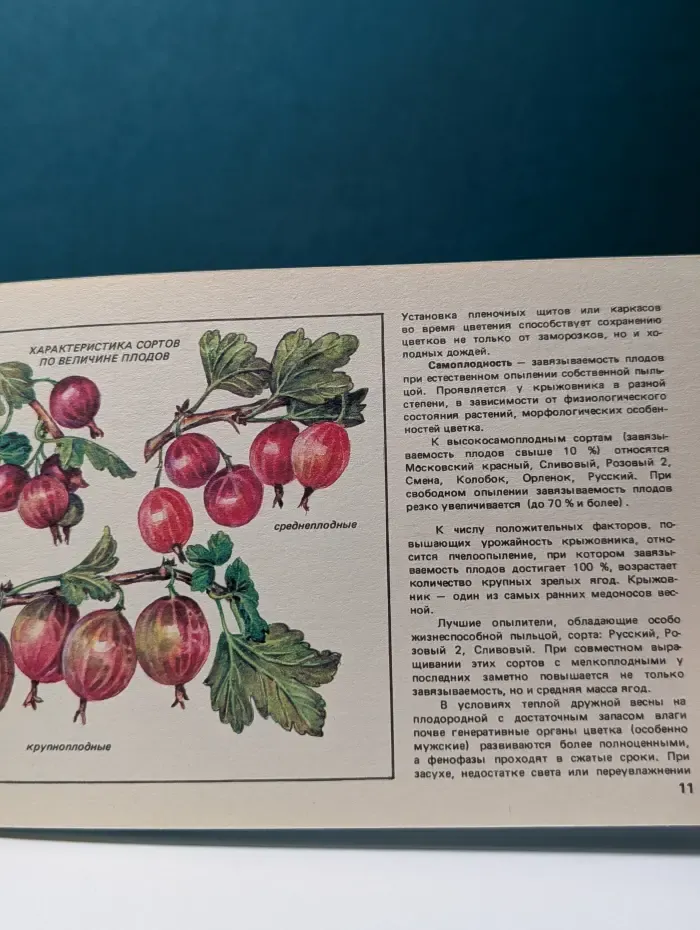 Крыжовник