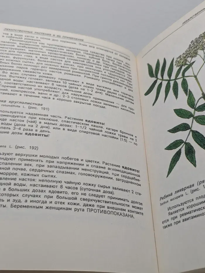 Лекарственные растения в каждом доме