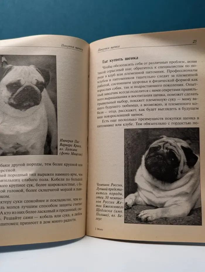 Домашние любимцы. Мопс