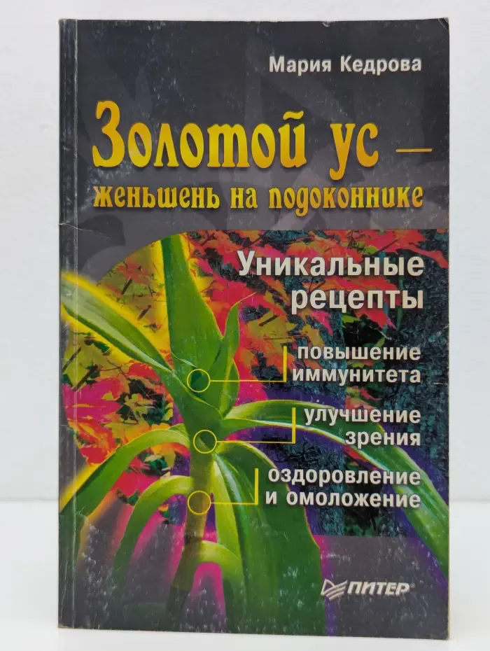 Золотой ус — женьшень на подоконнике