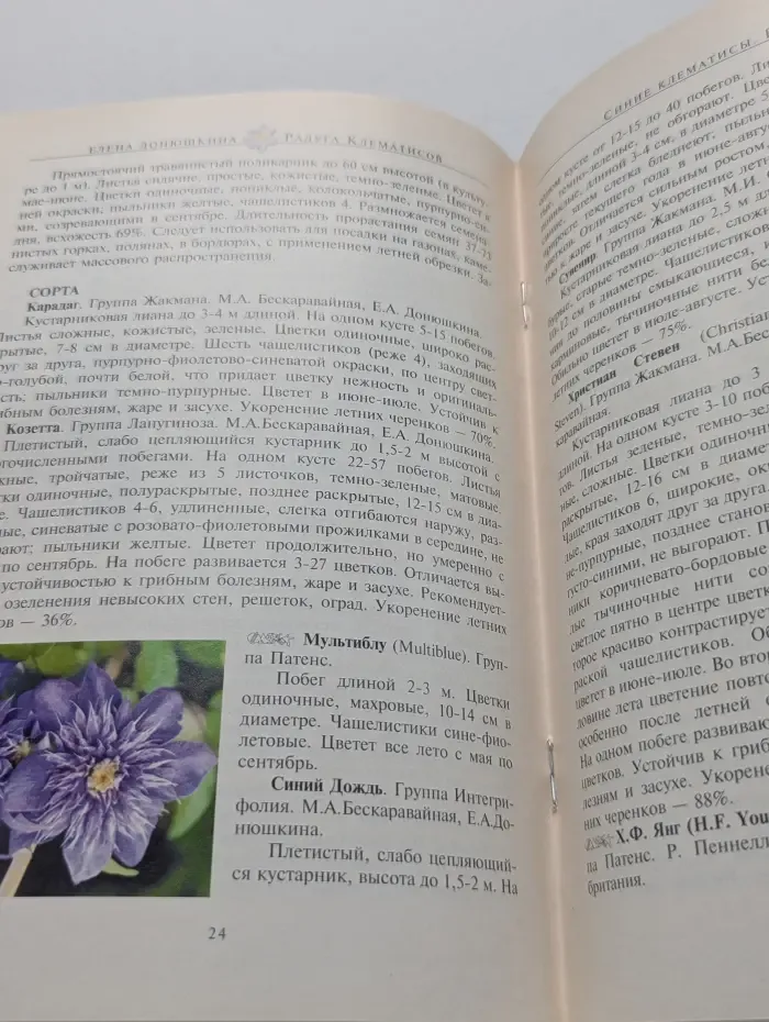 Радуга клематисов