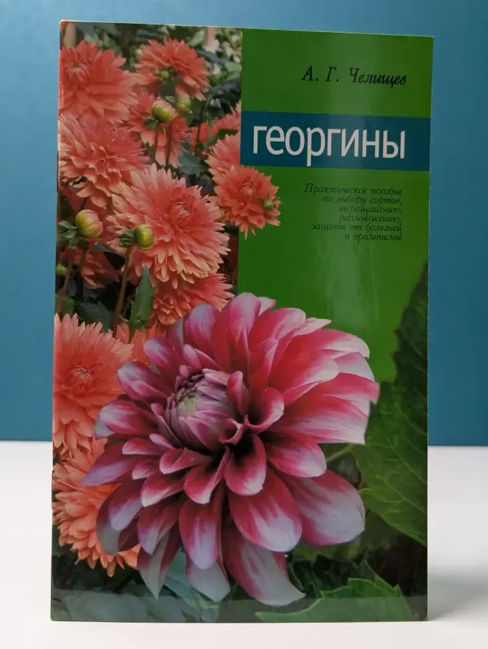 Георгины